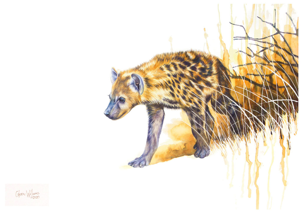 Coleen Williams-Africas Babies-Hyena