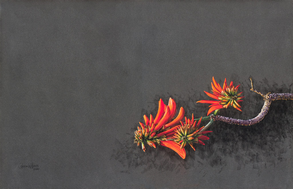 Coleen Williams-Coral in Bloom