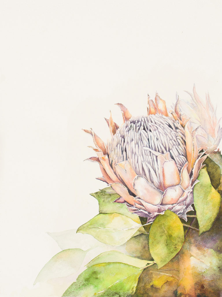 LindyRoux-Protea