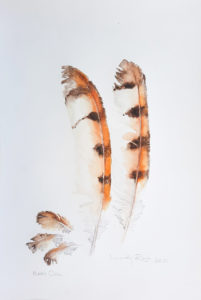 Lindy Roux-Flight Feathers Barn Owl