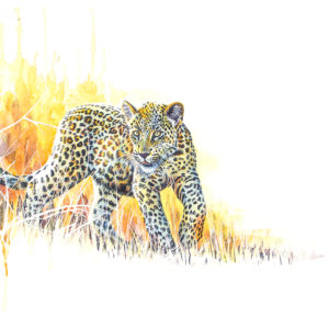 Coleen Williams | CAP-0001 | Africas Babies-Leopard