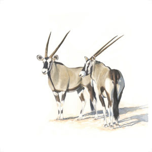 Coleen Williams | CAP-0006 | Gemsbok