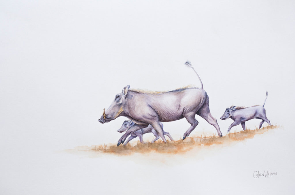Coleen Williams - Three Little Pigs